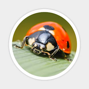 Ladybug Macro Photograph Magnet